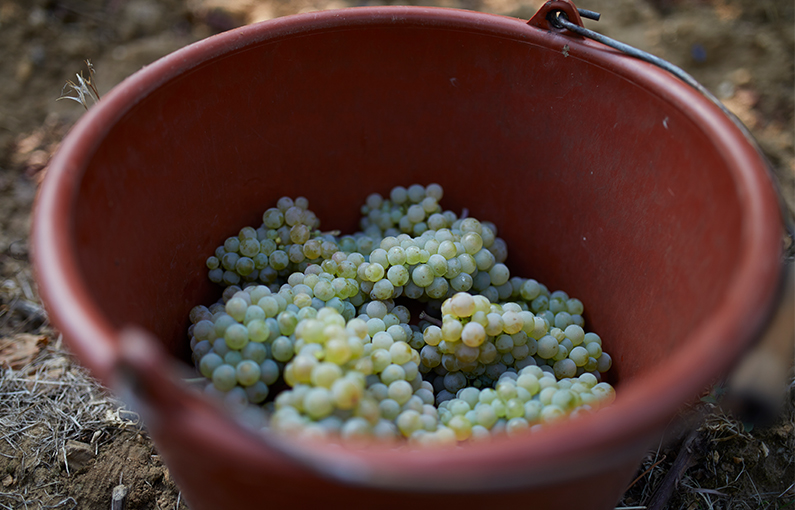 Kühn, Kuehn,  Etiketten ,Weingut, Herzblut, Weinflasche, Rheingau, Oestrich Winkel, Weinetikett, Winzer, Weinmacher, Handwerk, Weinflasche, DeutscherWein, Handwerk, Andreas Kühn, Weinmanufaktur, Gutsausschank, Brennerei
